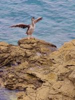 Spaziergang nach Crikvenica