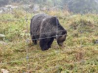 18. Tag – Ausflug in den Norden Vancouvers – Grizzly auf dem Grouse Mountain