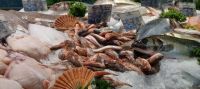 Markthalle Avignon - die Fischthekenpräsentation - eine Augenweide