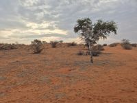 Tag 3 - Stimmung in der Kalahari II