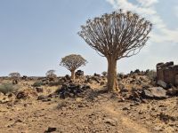 Tag 4 - Im Köcherbaumwald II