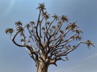 Tag 4 - Köcherbaum for blauem Himmel