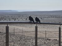 Tag 5 - Fotostars am Fish River Canyon I