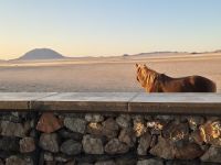 Tag 6 - Wildpferde bei Aus - Perspektiven