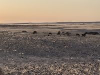 Tag 6 - Wildpferde bei Aus - Sonnenuntergang