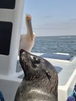 Tag 10 - Katamaranfahrt - Tierische Besucher