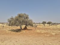 Tag 12 - Fahrtimpression - Termitenhügel