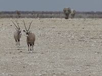 Tag 13 - Etosha NP - Eindrücke XI