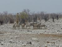 Tag 13 - Etosha NP - Eindrücke XVI