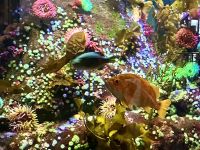 Aquarium in YVR