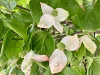 Der heimische weisse Dogwood BC‘s