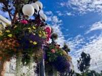 Blumen ueberall nur Blumenpracht