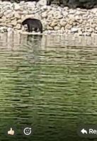 Noch ein Baerbild von Tofino