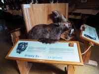 P8260092.JPG, interessante Bären-Ausstellung in einem Besucherzentrum