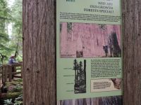 P8260095.JPG, Spaziergang im Wald der Riesen-Zedern