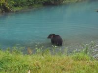 P1010317.JPG, und gemächlich ins Wasser trottet