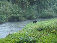 P1010361.JPG, schwarzer Grizzly im grünen Gras