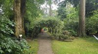 Arley Arboretum & Gardens - Goldregenbogen