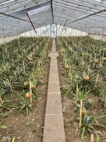 die Ananas wachsen hier in Gewächshäusern 