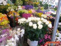 Blumen am Campo di Fiori