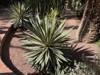 Jardin Majorelle 