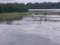 2024 Donaukreuzfahrt: Donaudelta  - Seeadler