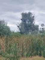 2024 Donaukreuzfahrt: Donaudelta  - Natur pur