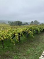 Spanien, Galicien, Weingut Granbazan