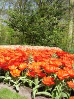 Tag 2 - 3. Blumenmeer im Keukenhof (4)
