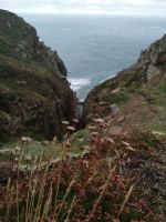   die Kräuter trotzen dem Wind 