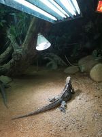 Ein Lichtbad ist was herrliches....