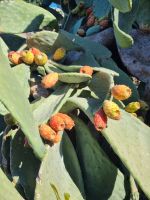 Halbinsel Mani (Feigenkaktus)