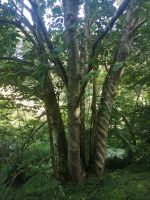 Die vielen Facetten des Gartens.....