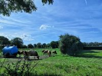 endlich - die Jersey Kühe in der Sonne 