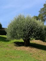 Prächtiger Olivenbaum 