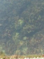 Das Schwimmbecken ist voll vom Leben