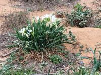 Dünen-Trichternarzisse/Cami de Cavalls/Naturschutzgebiet s/Albufereta/Menorca/Balearen