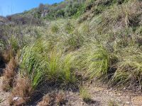 Camí de Cavalls/S'Albufera des Grau/Cap de Favaritx nach Es Grau/Menorca/Balearen