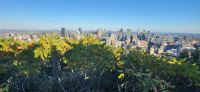 94 Blick vom Mont Royal