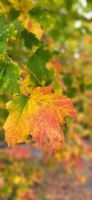 146 Indian Summer