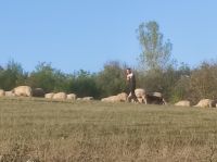 Wanderung nach Bazna (Bassen) Schäfer mit Herde