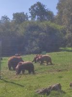 Zarnesti Bärenreservat 