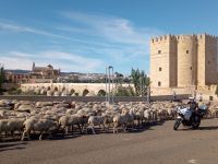 Polizei als Schäferhund