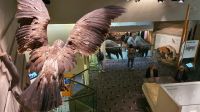 UNESCO-Weltkulturerbe Head-Smashed-In Buffalo Jump