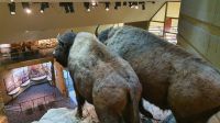 Bisons im UNESCO-Weltkulturerbe Head-Smashed-In Buffalo Jump