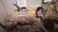 UNESCO-Weltkulturerbe Head-Smashed-In Buffalo Jump