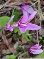 Manolithe in den Nebrodi-Bergen (1).jpg