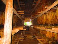 Beim Tabakbauern zu Besuch