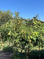 viele Früchte gibt es Kalabrien