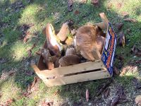 Pilze gab es reichlich